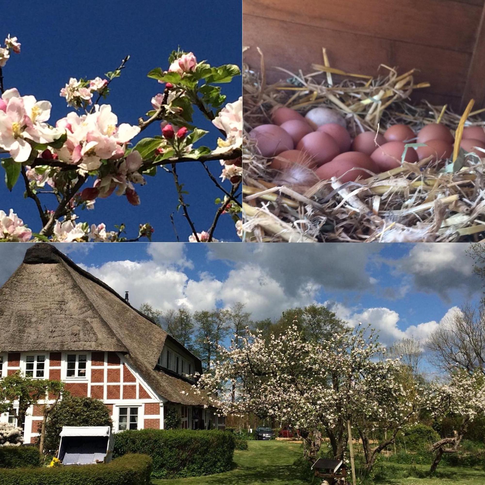 Altes Landhaus Oste, Klavier Appartement, 2 Zimmer Mit Kamin Hemmoor المظهر الخارجي الصورة